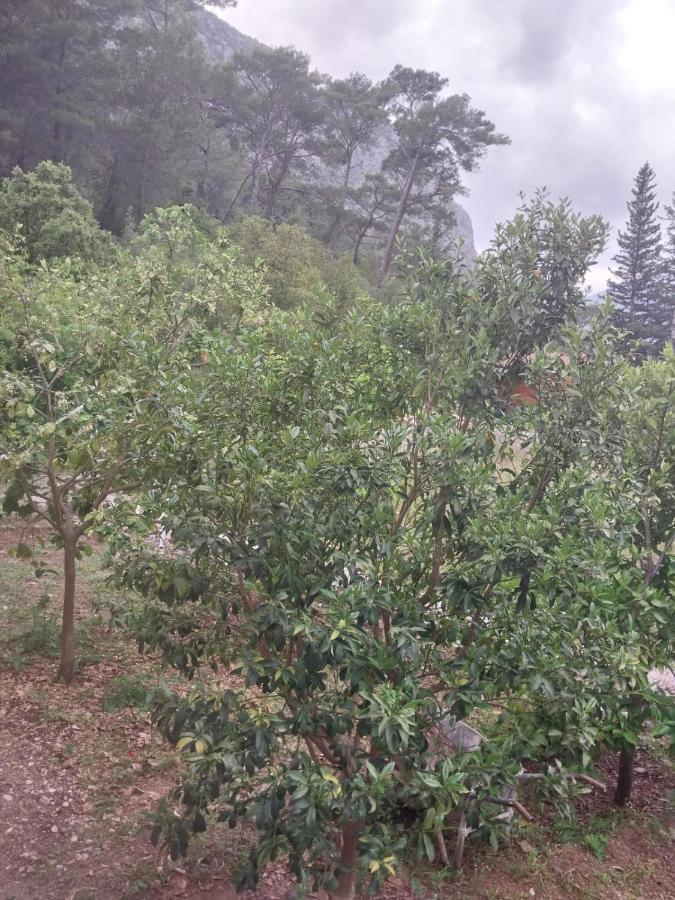 Village Garden Pansiyon Antalya Exteriör bild